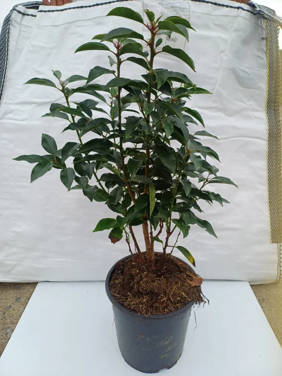 Portuguese Laurel Hedging 3ltr pots 40-60cm - Image 1