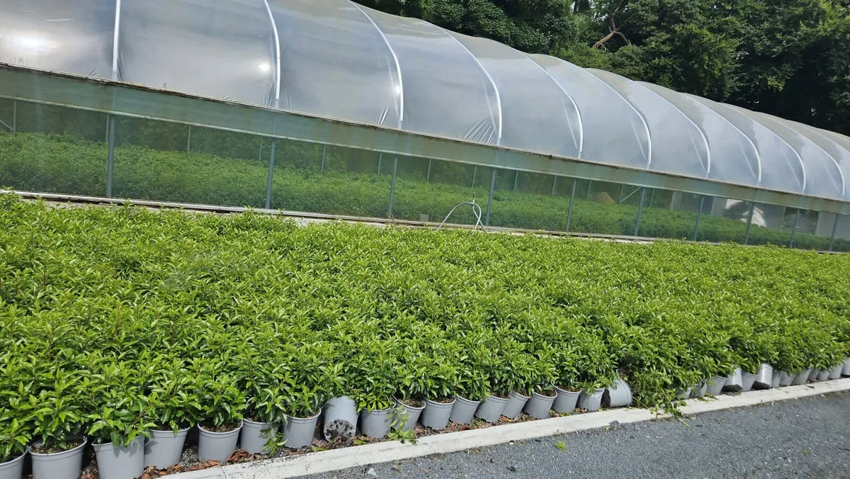 Portuguese Laurel Hedging 3ltr pots 40-60cm - Image 4