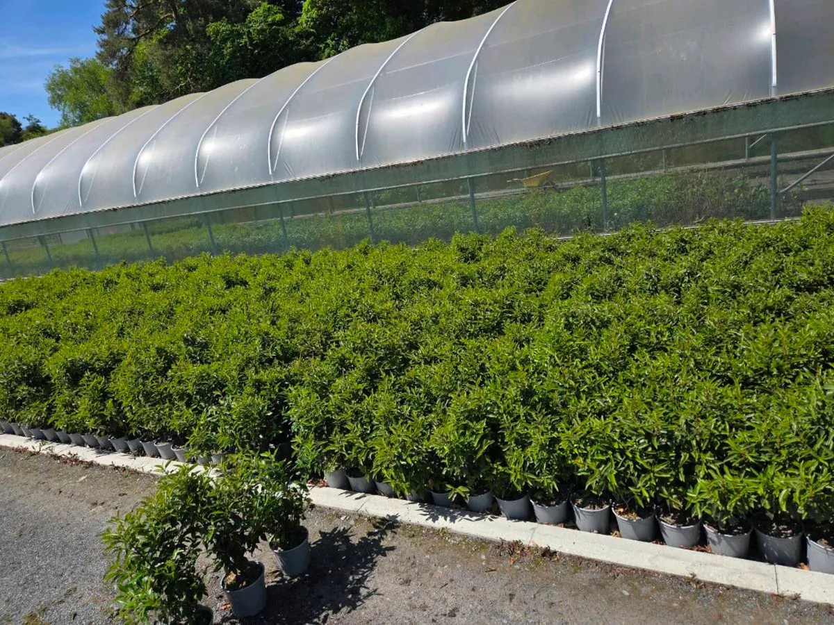 Portuguese Laurel Hedging 3ltr pots 40-60cm - Image 3