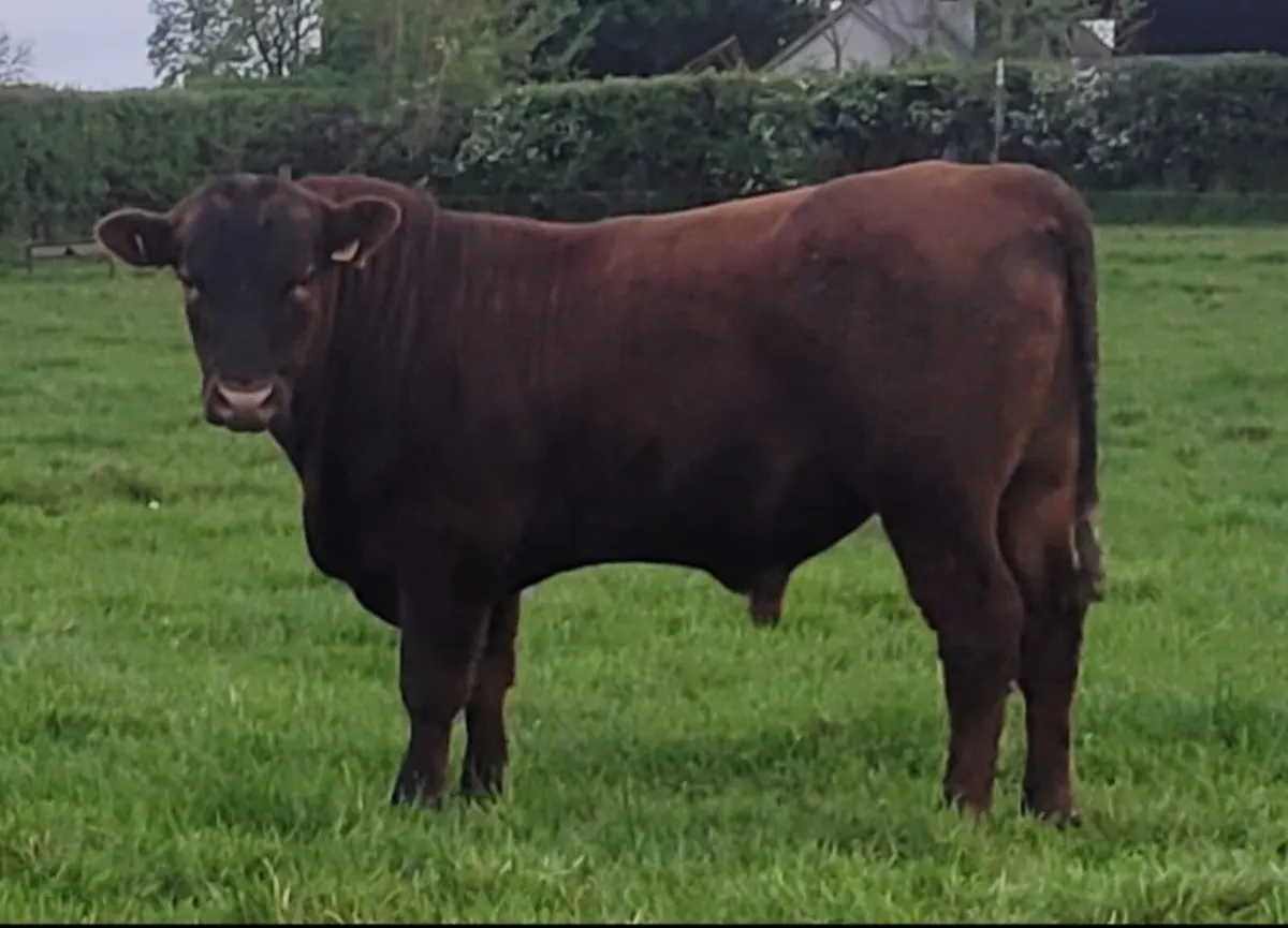 Bulls - Image 2
