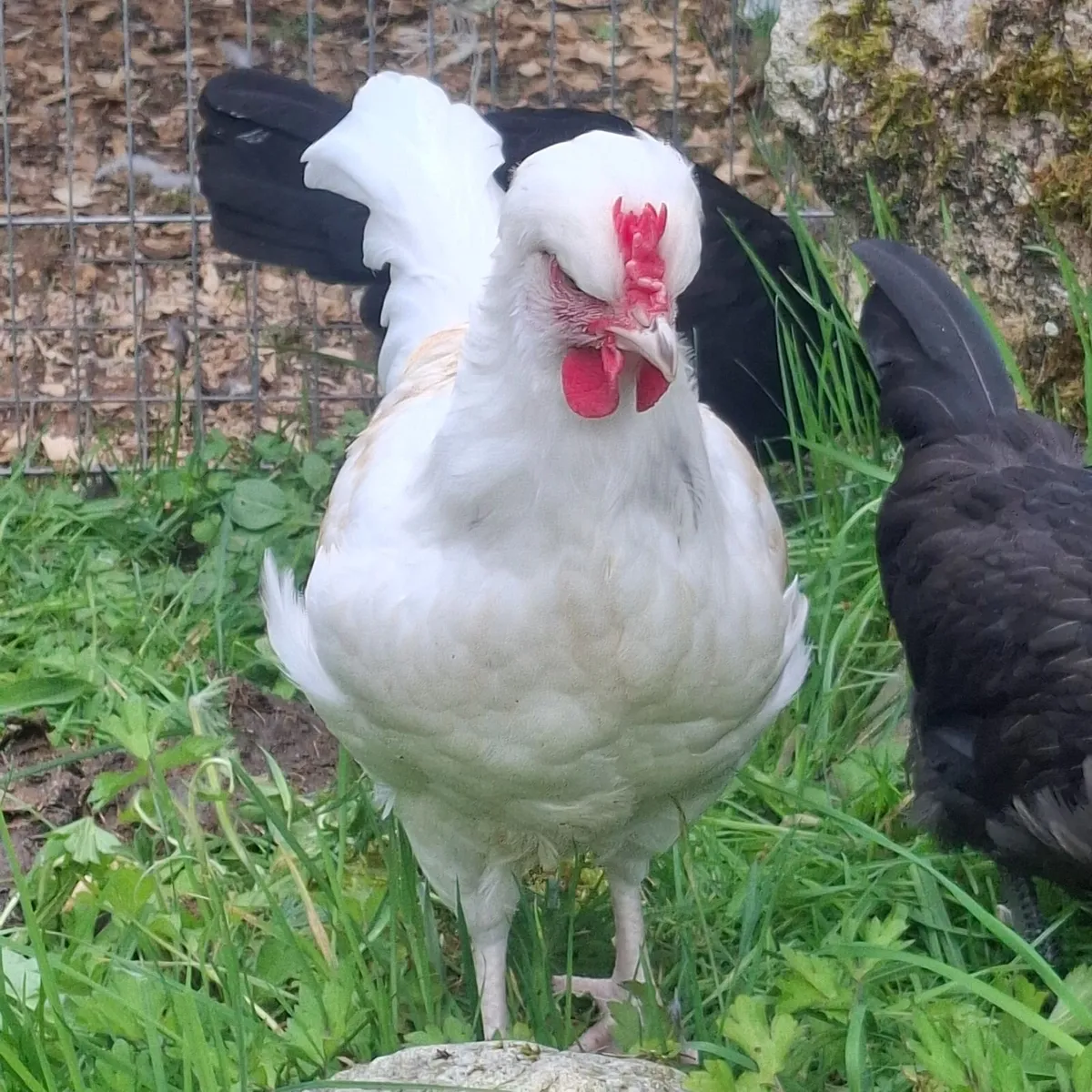 Goose/ pure polish rooster / polish chickens - Image 4