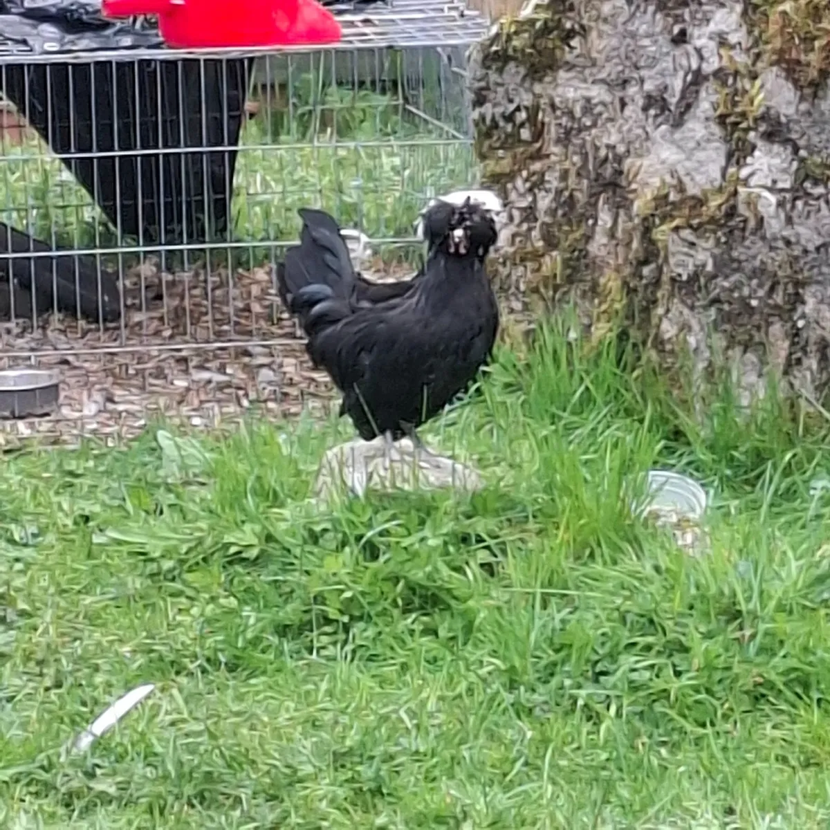 Goose/ pure polish rooster / polish chickens - Image 3