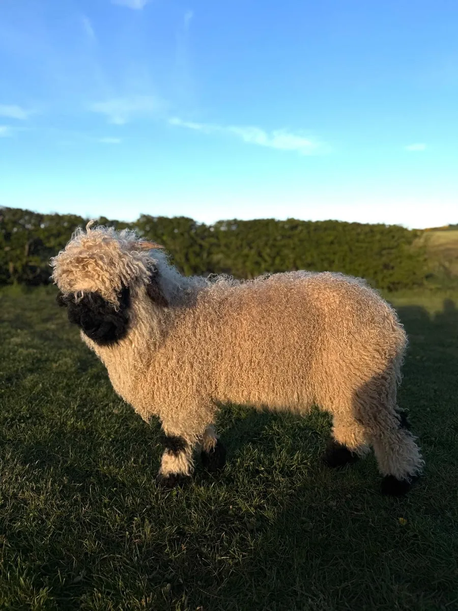 Valais Blacknose ram lamb - Image 1