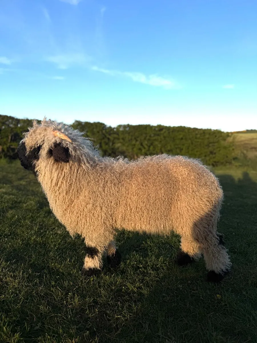 Valais Blacknose ram lamb - Image 2