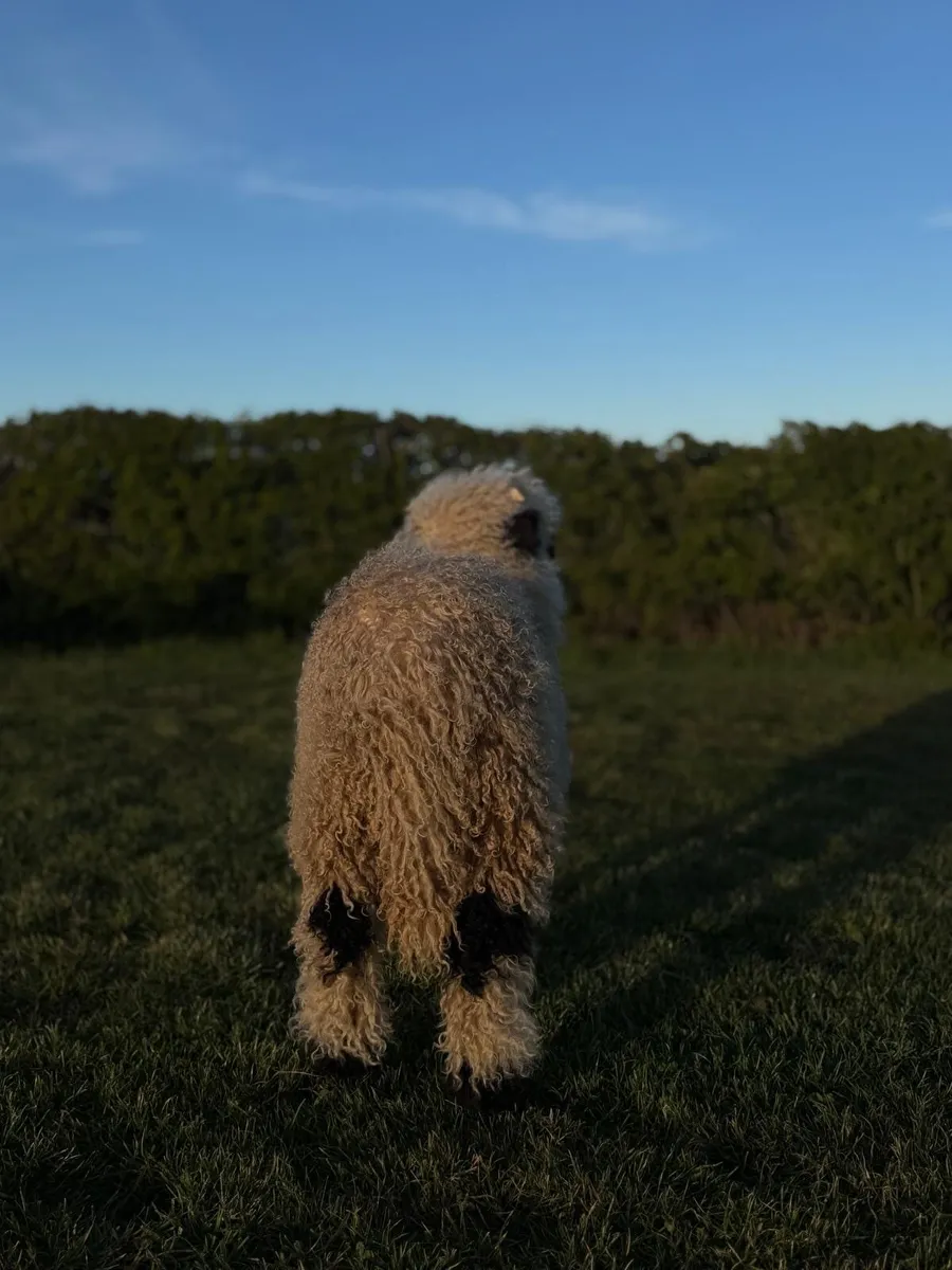 Valais Blacknose ram lamb - Image 3