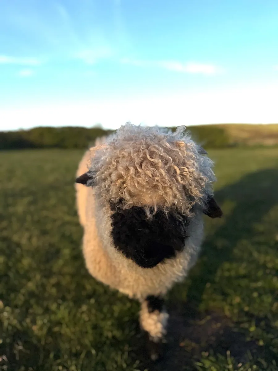 Valais Blacknose ram lamb - Image 4
