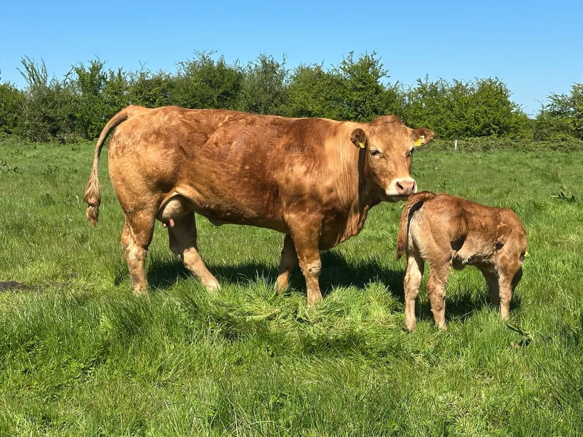 Ped Lm and Hybrid Blue/Lm in Ballinasloe Mart - Image 3