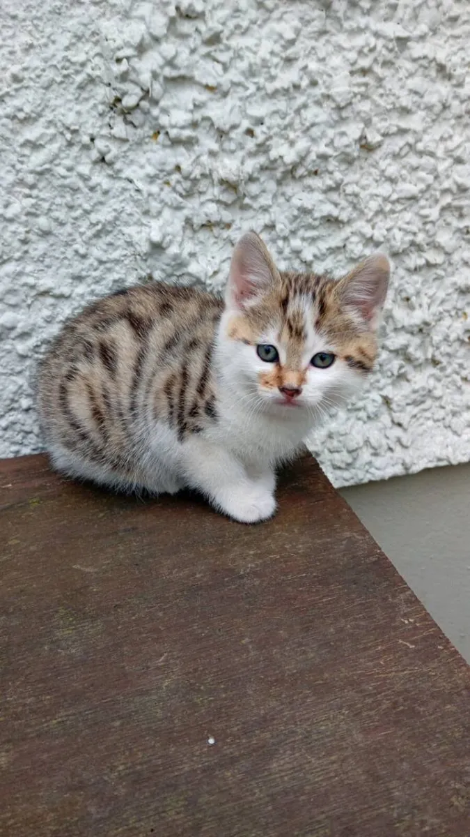 Kittens - Image 4