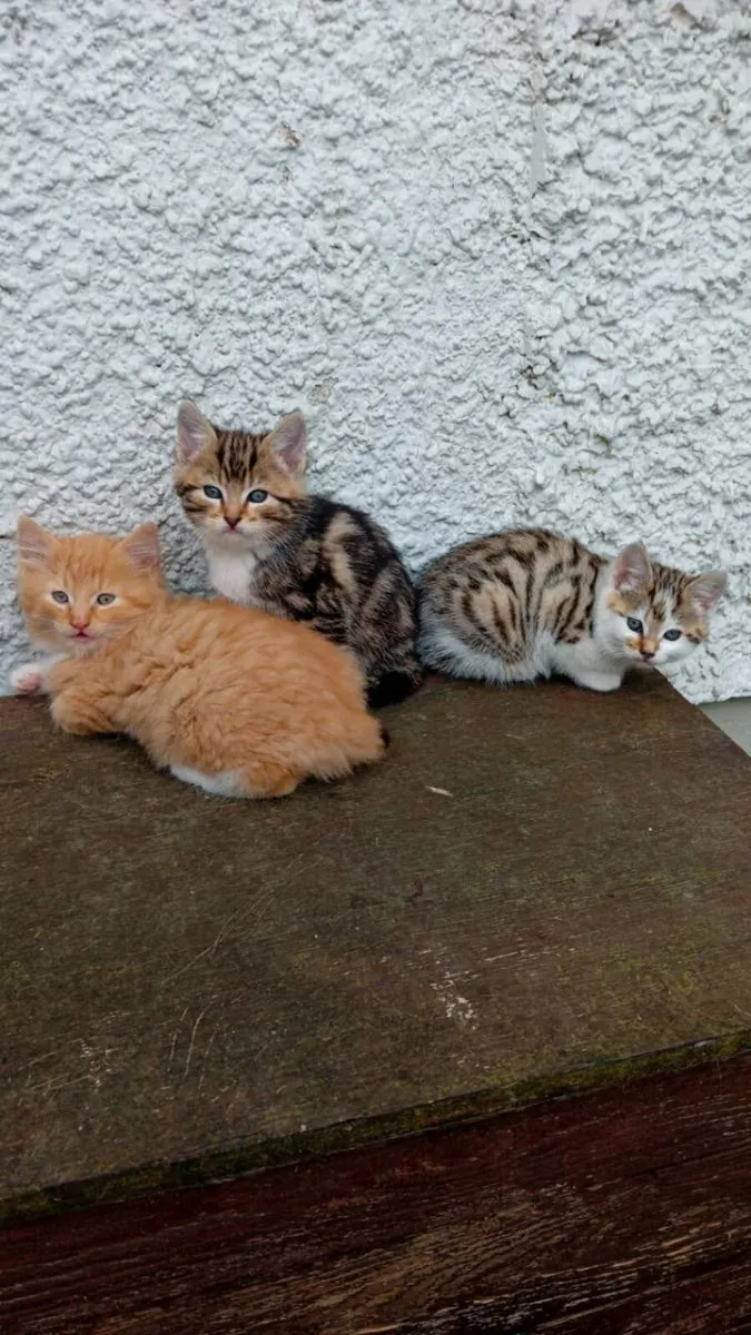 Kittens - Image 1