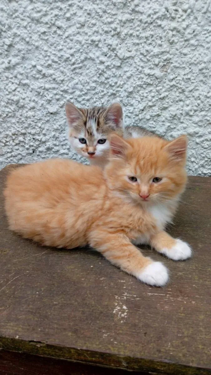 Kittens - Image 2