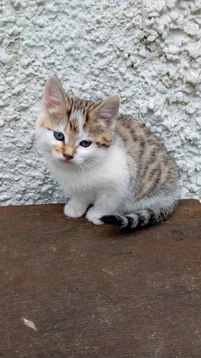 Kittens - Image 3