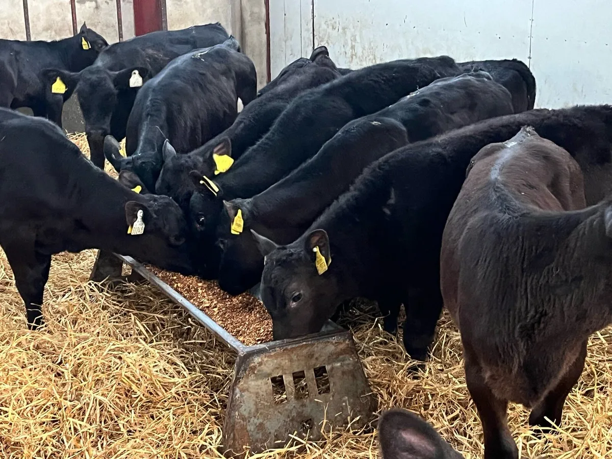 SERIOUS AA HEIFER RUNNERS - Image 2