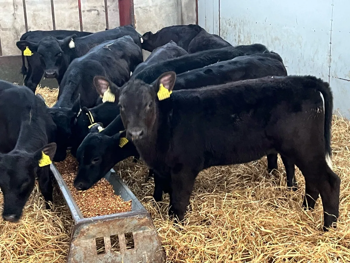 SERIOUS AA HEIFER RUNNERS - Image 1