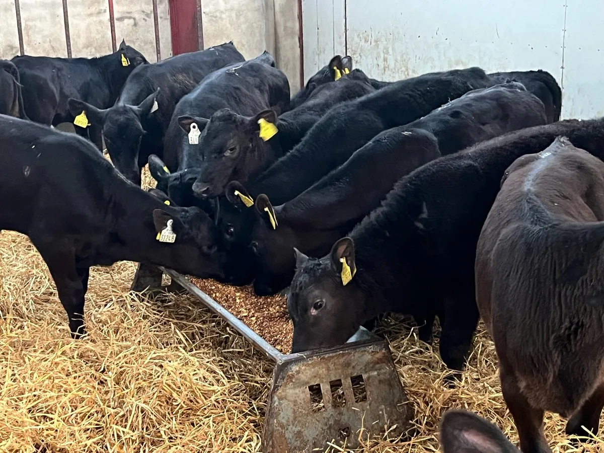 SERIOUS AA HEIFER RUNNERS - Image 3
