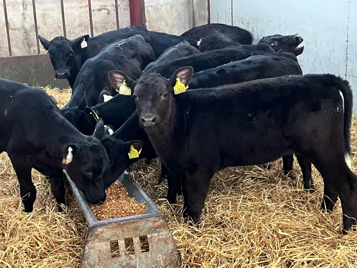 SERIOUS AA HEIFER RUNNERS - Image 4