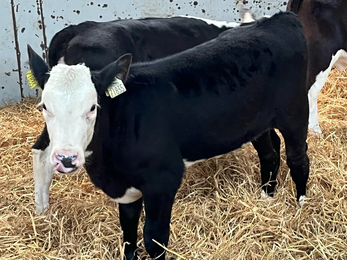 Super Reared HE Heifer Calves - Image 1