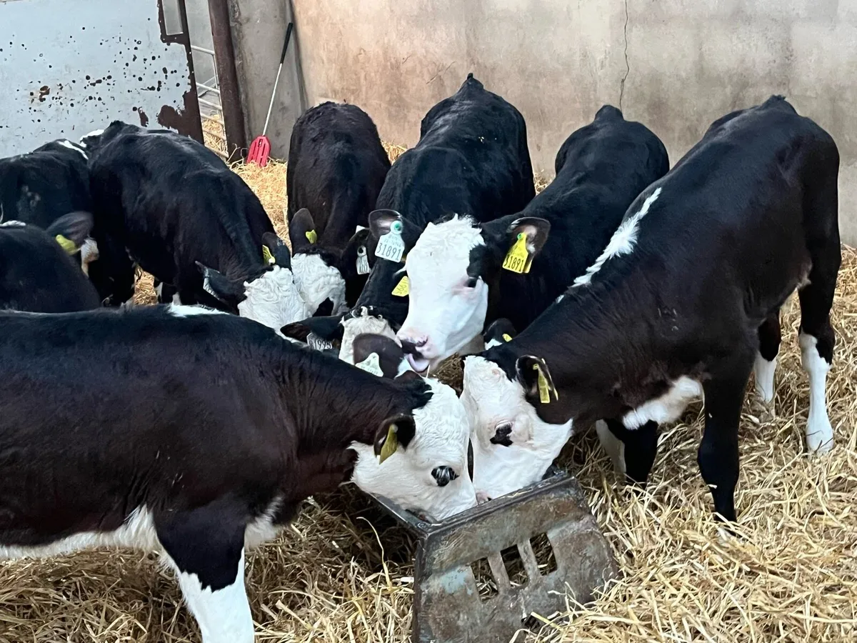 Super Reared HE Heifer Calves - Image 2