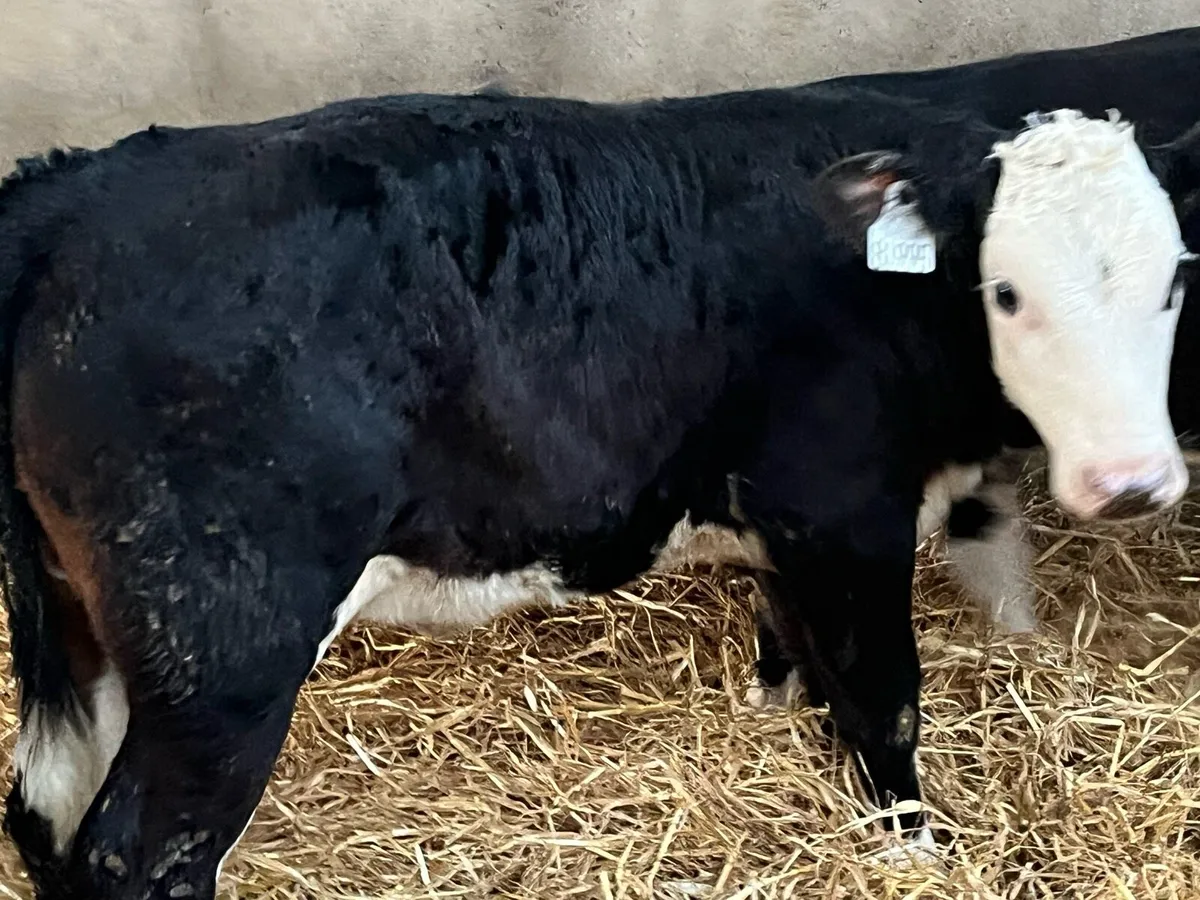 Super Reared HE Heifer Calves - Image 3