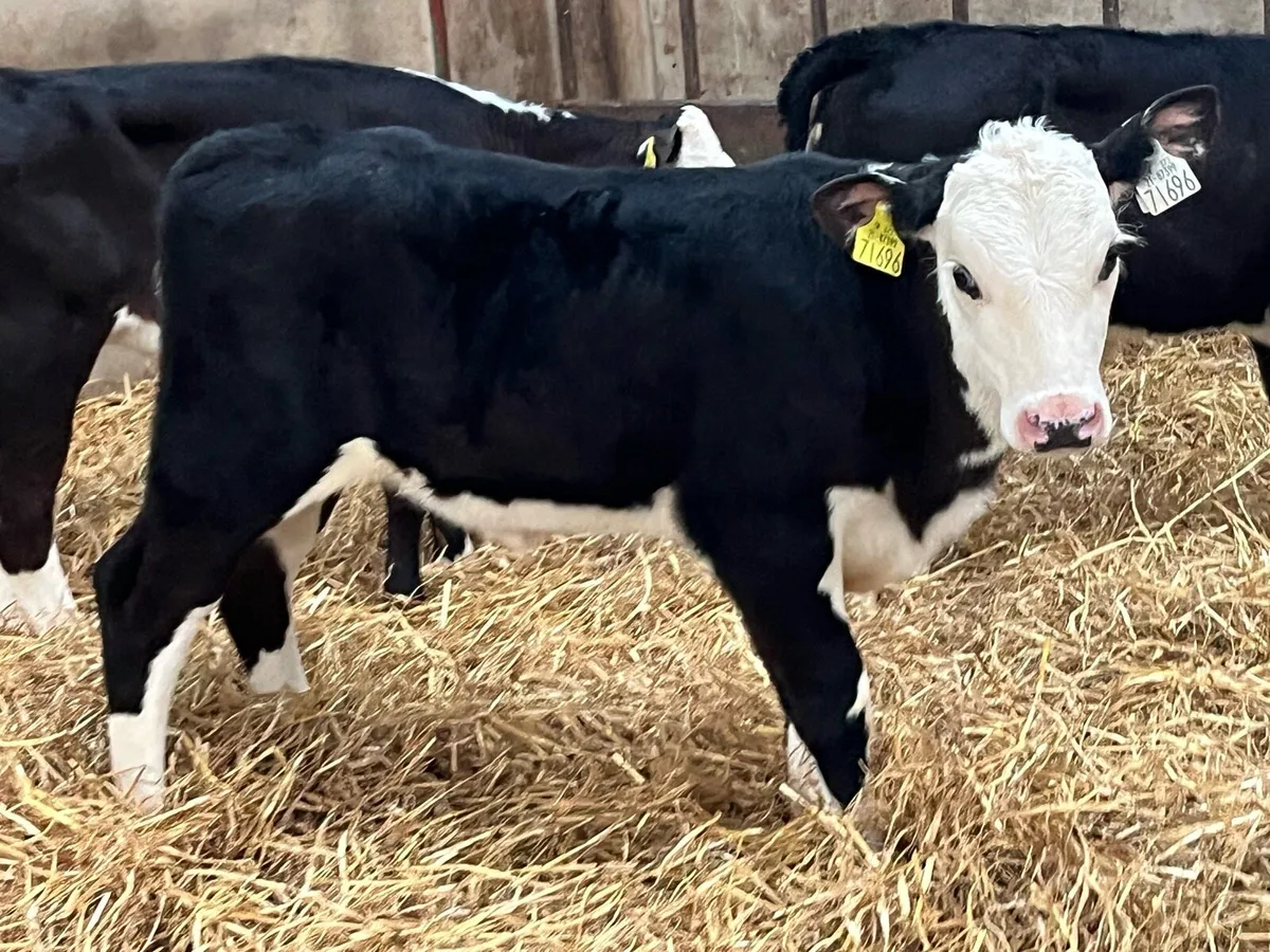 Super Reared HE Heifer Calves - Image 4