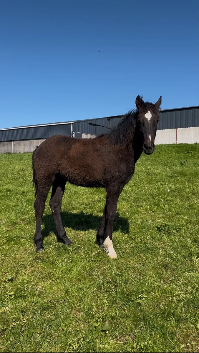 Irish Draught Yearling - Image 1