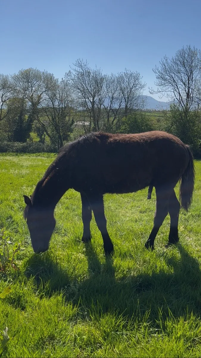 Irish Draught Yearling - Image 3