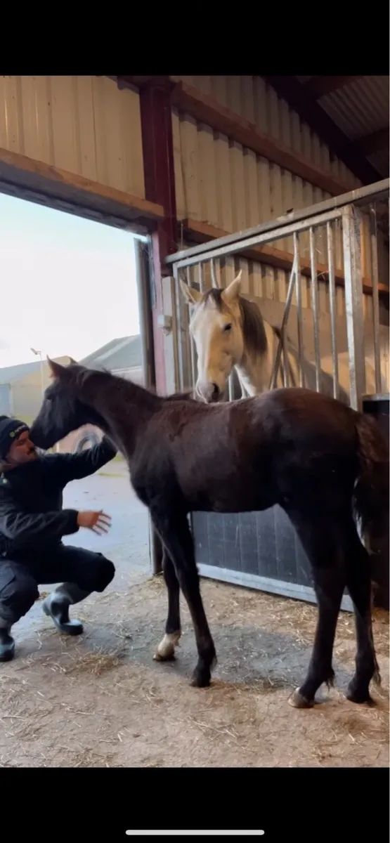 Irish Draught Yearling - Image 4