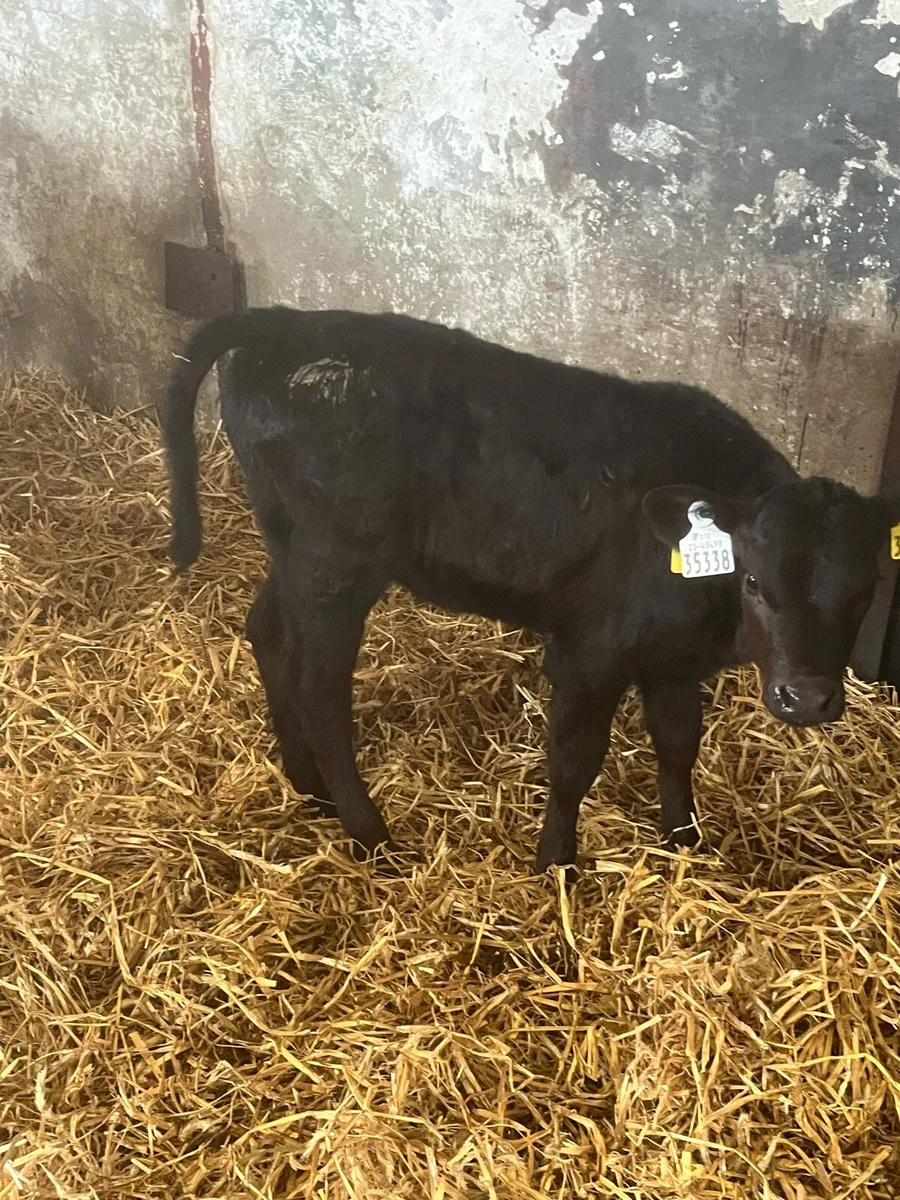 Angus calves - Image 1