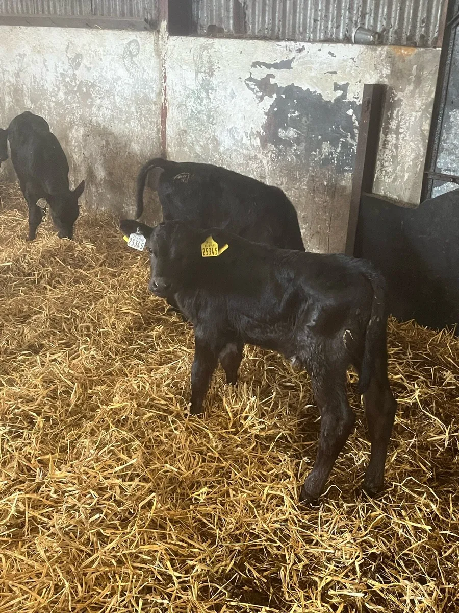 Angus calves - Image 2
