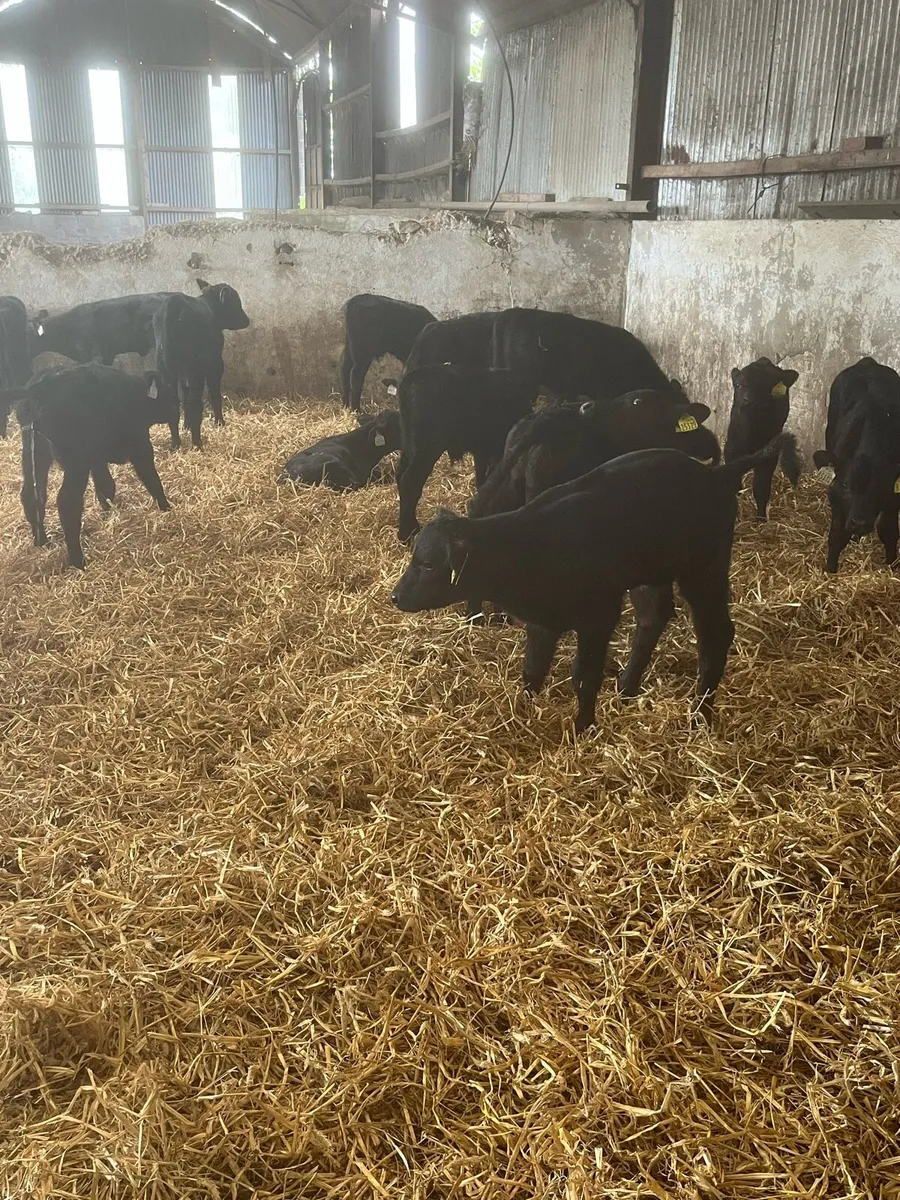 Angus calves - Image 3