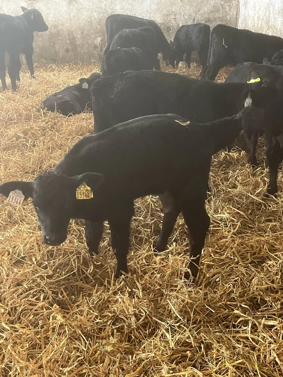 Angus calves - Image 4