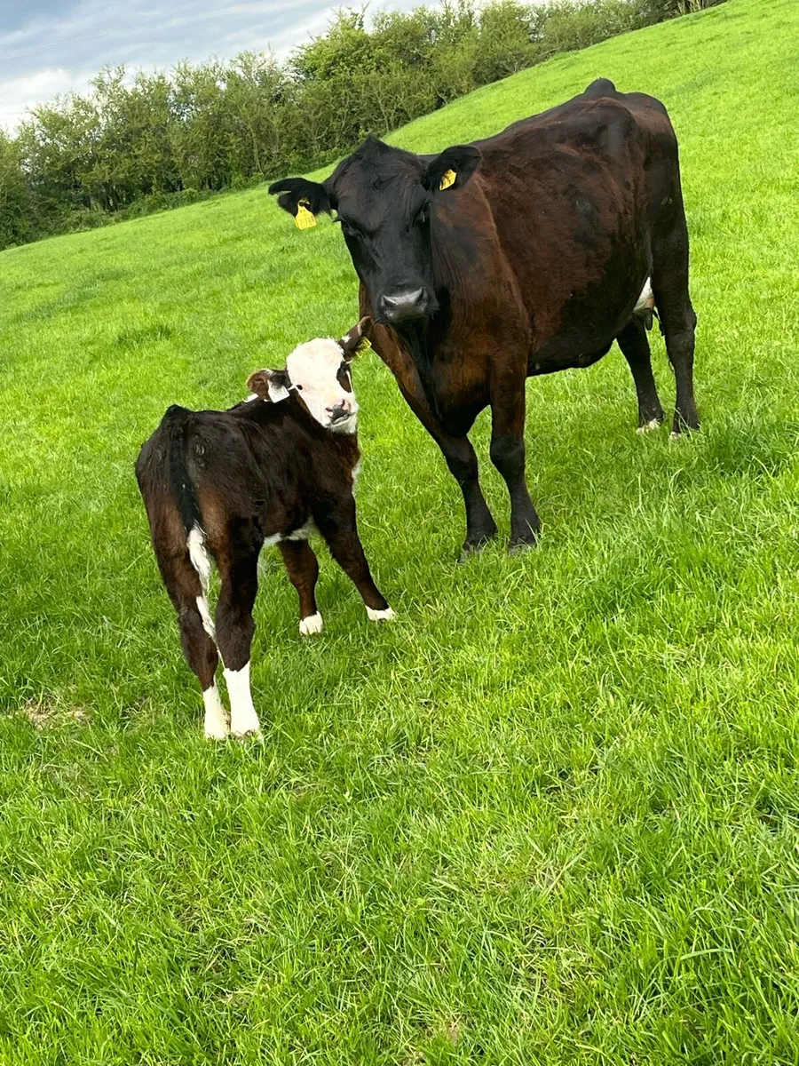 suckler cow - Image 1