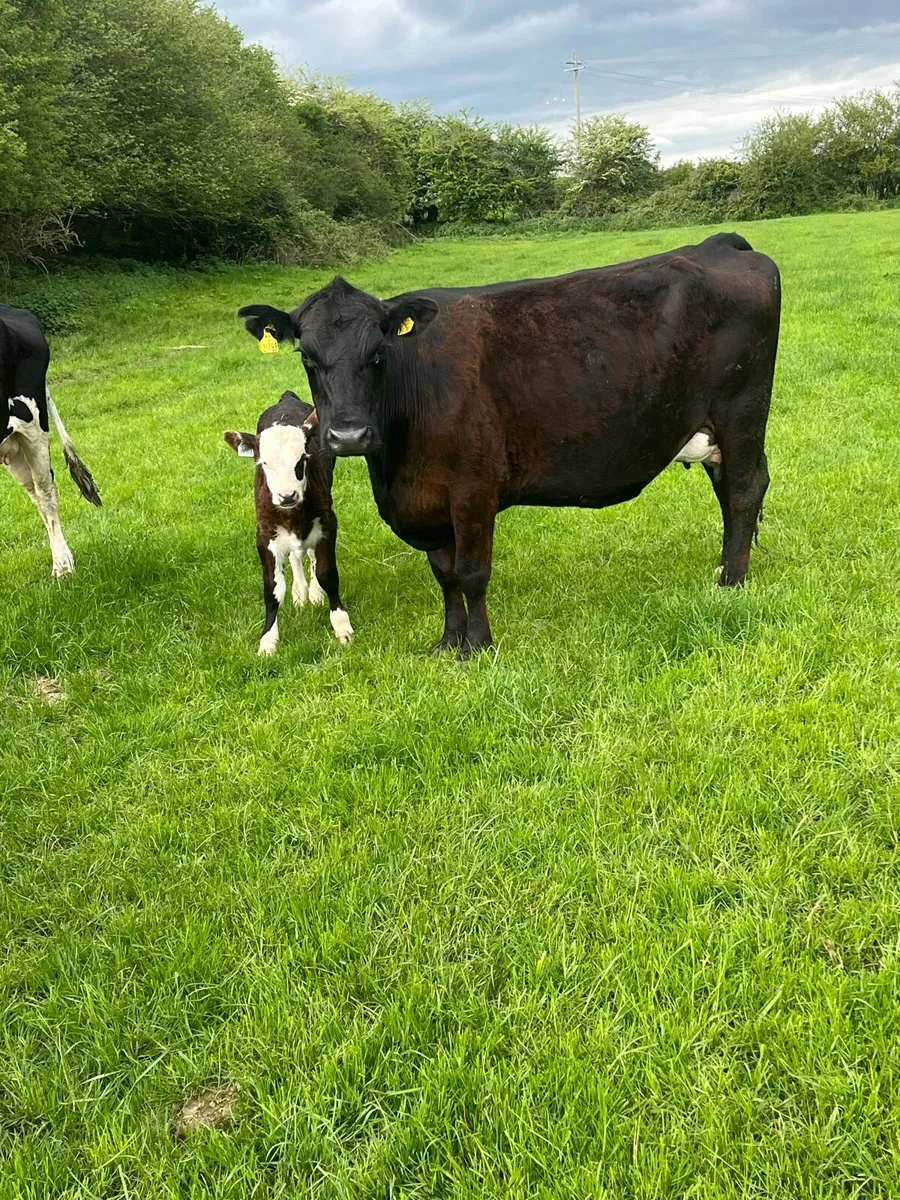 suckler cow - Image 2