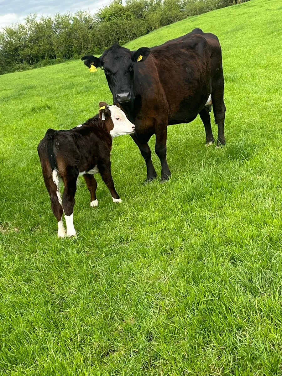 suckler cow - Image 4