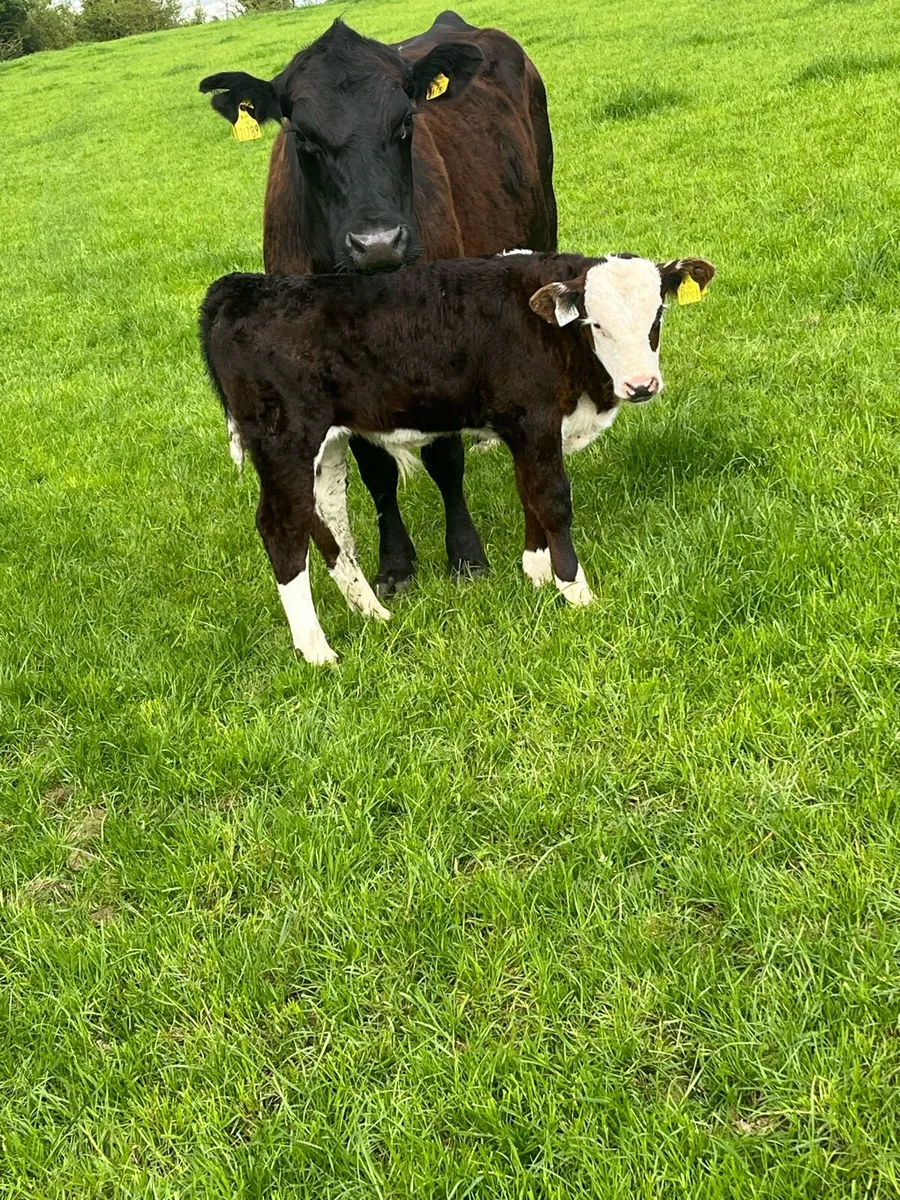 suckler cow - Image 3
