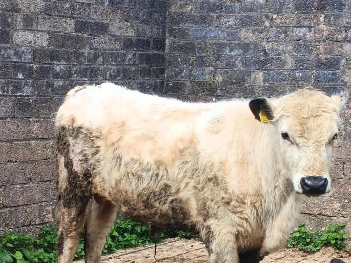 White Galloway Bull For Sale. - Image 2