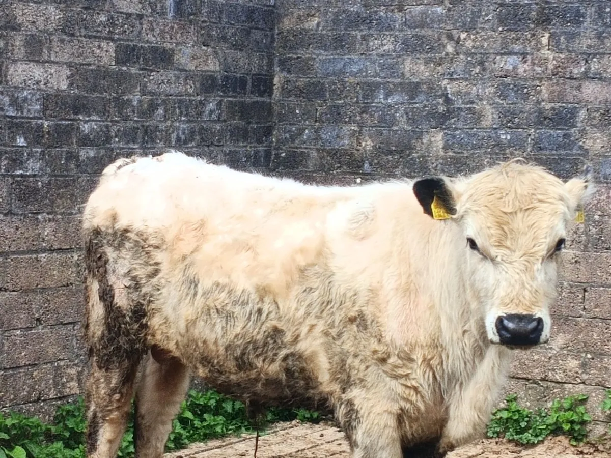 White Galloway Bull For Sale. - Image 1