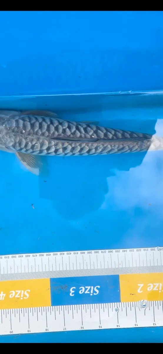 Koi and equipment for sale - Image 1