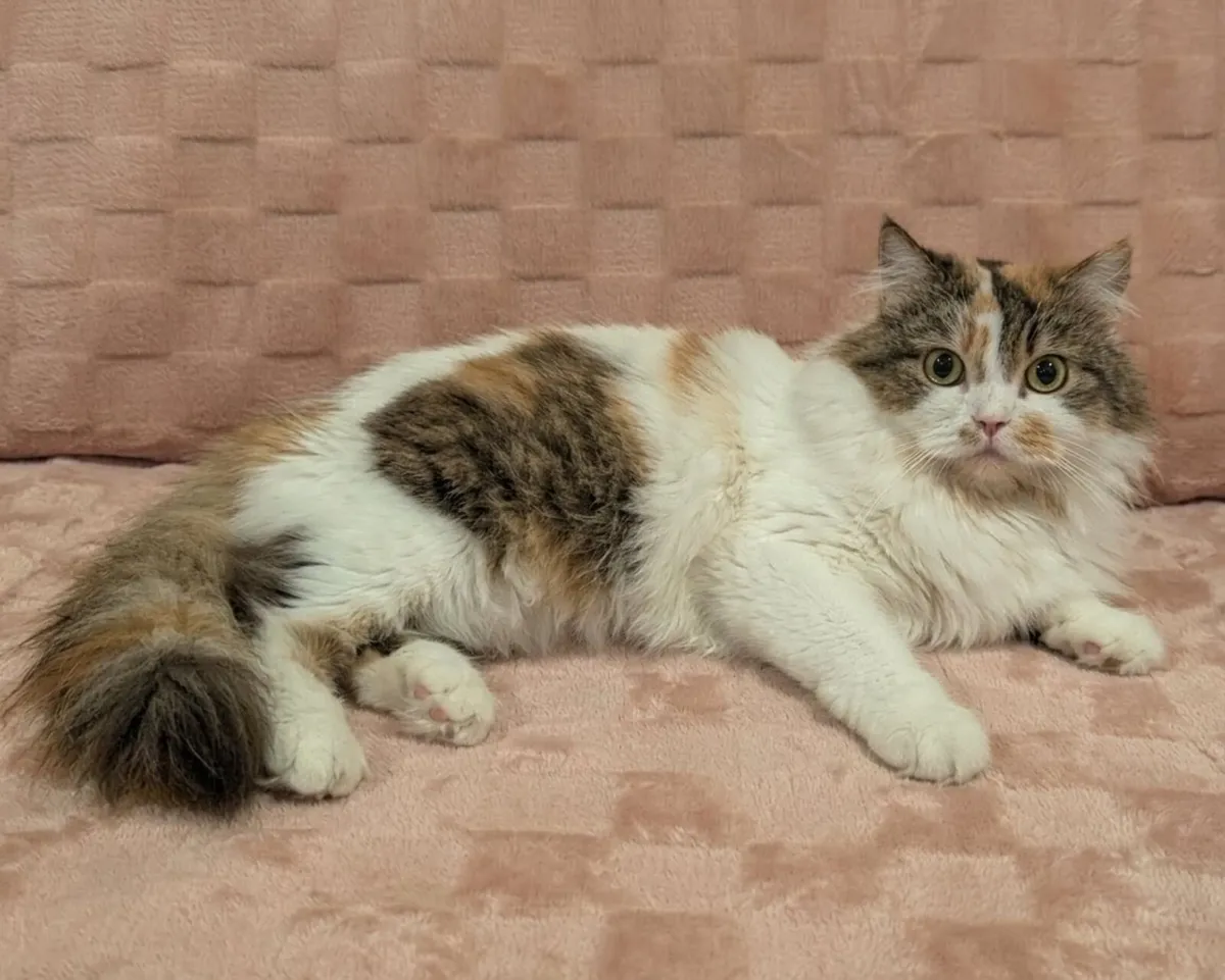 Beautiful kitty - Image 1