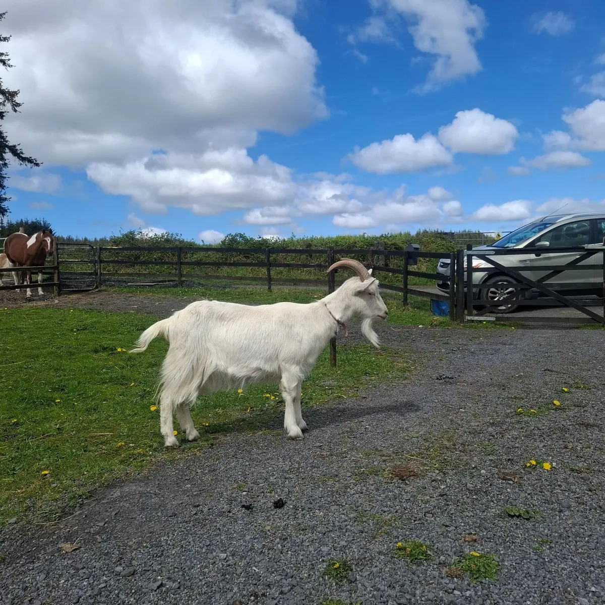 Goat - Image 1