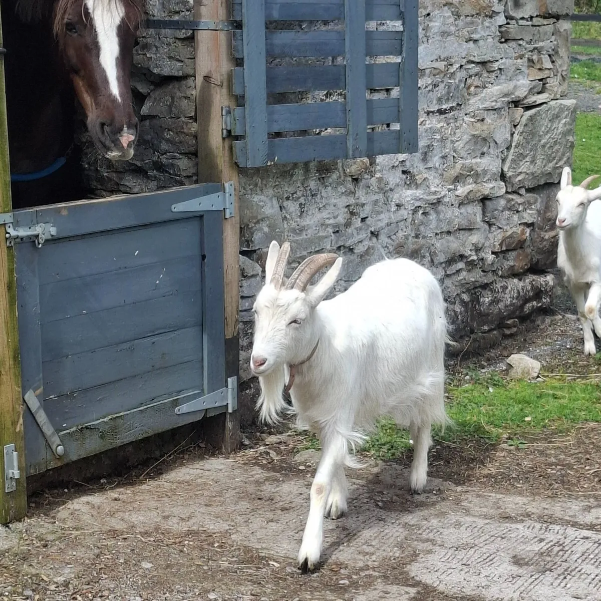 Goat - Image 2