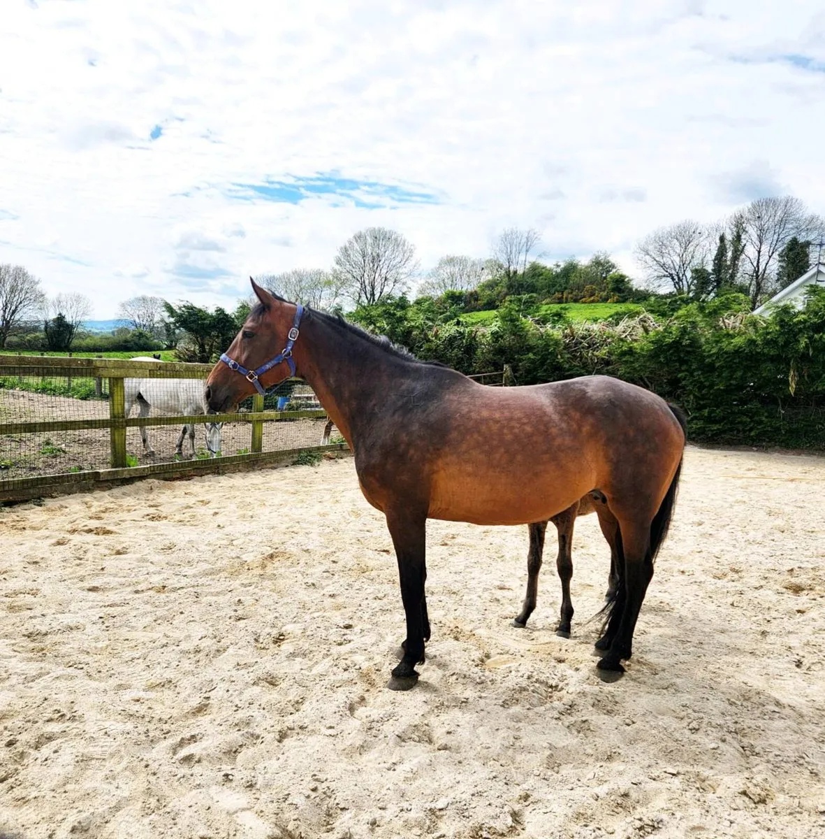 Cornet Obolensky x Diamant de Semilly mare nd foal - Image 2