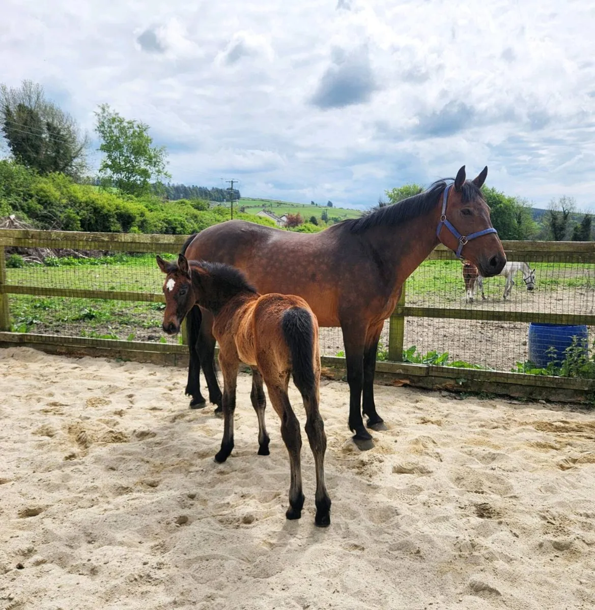 Cornet Obolensky x Diamant de Semilly mare nd foal - Image 3