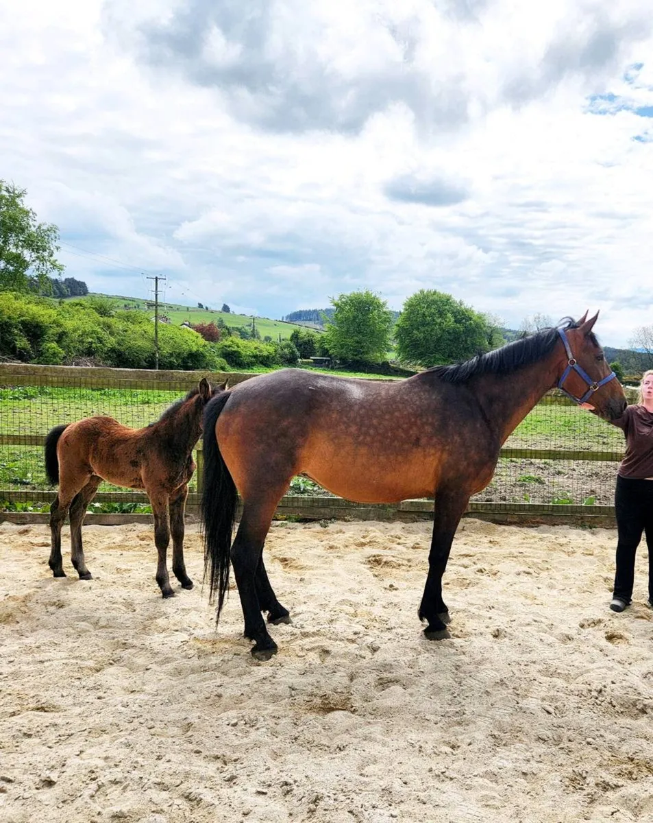 Cornet Obolensky x Diamant de Semilly mare nd foal - Image 1