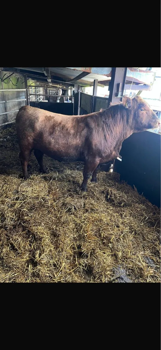Pedigree angus bulls - Image 1
