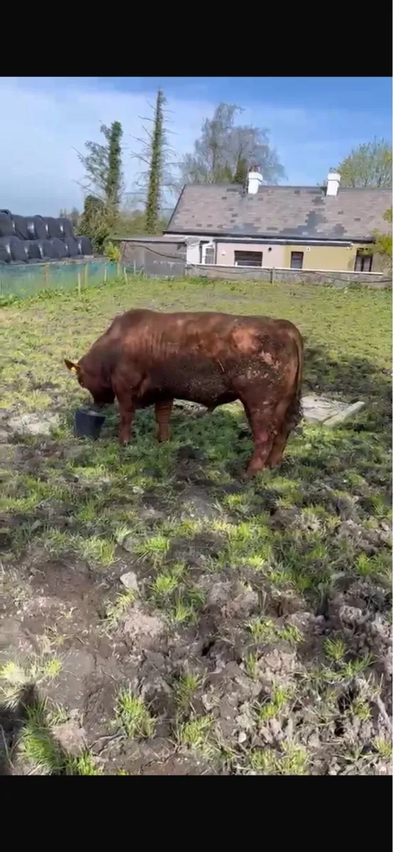 Pedigree angus bulls - Image 2