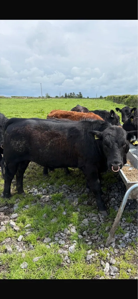 Pedigree angus bulls - Image 3