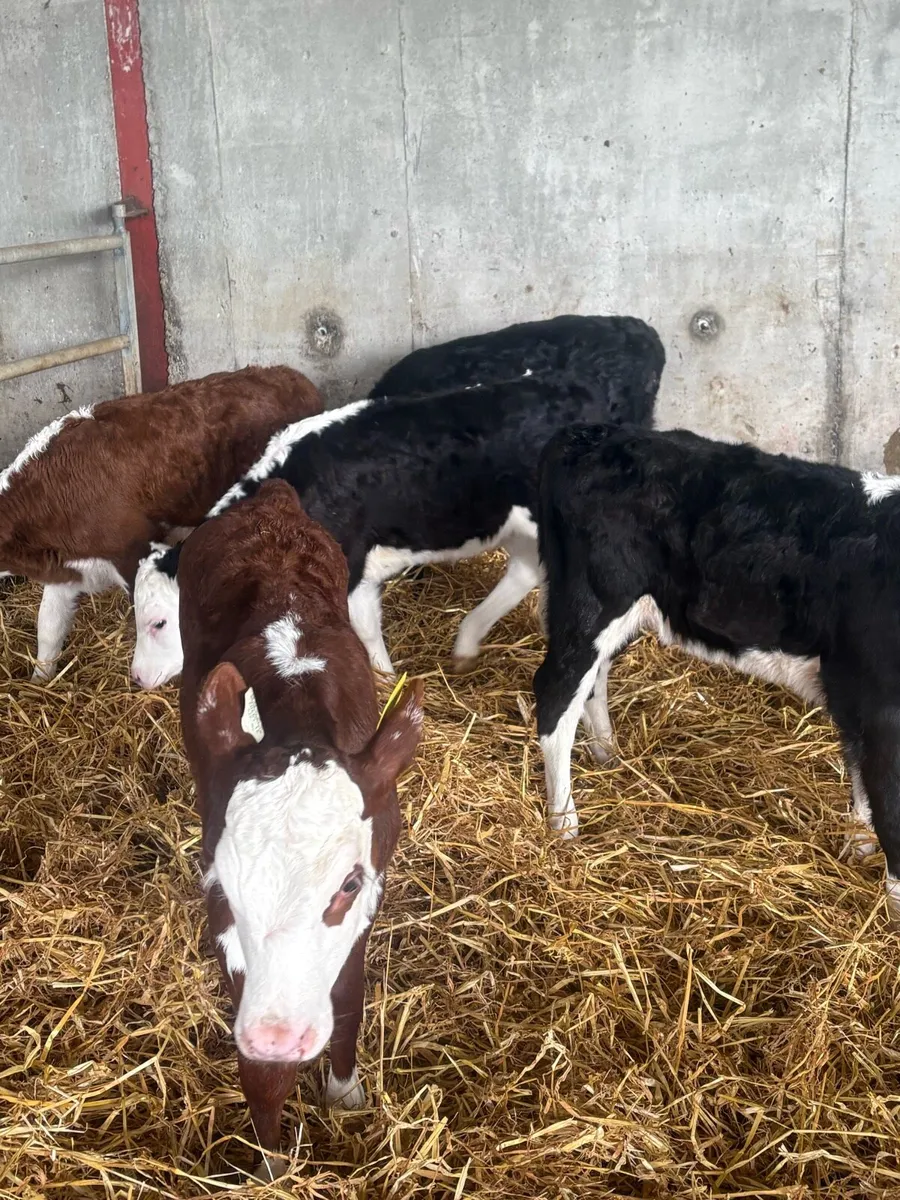 Calves - Image 2