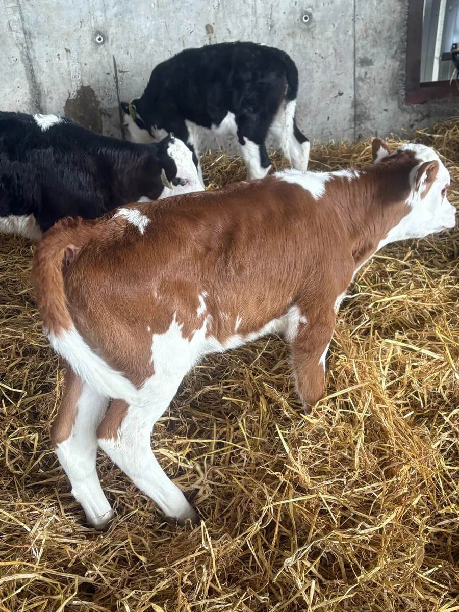Calves - Image 3