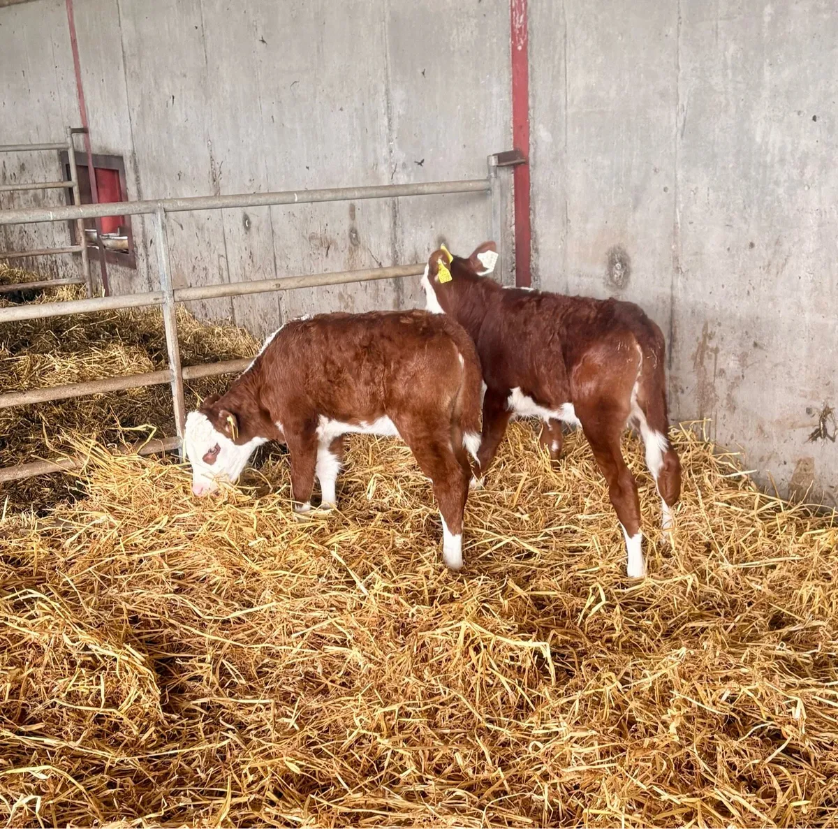 Calves - Image 4
