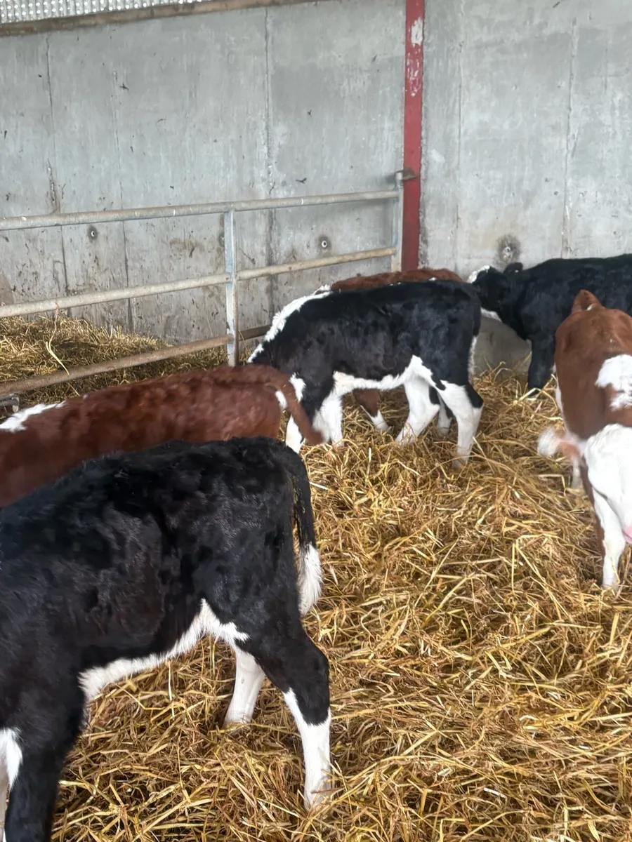 Calves - Image 1